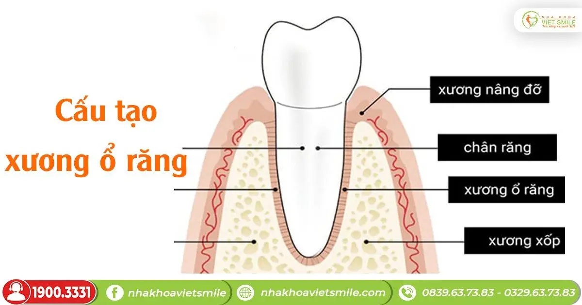 Cấu tạo xương ổ răng